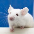 Cannabinoids, Rats, and Essential Tremor - Sperling Neurosurgery Associates